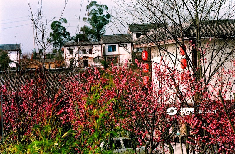 三圣乡幸福梅林