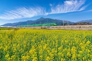 俯瞰德阳凯江大回湾油菜花全景