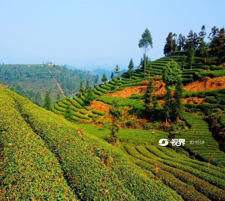 雅安市名山縣蒙頂山春茶採摘