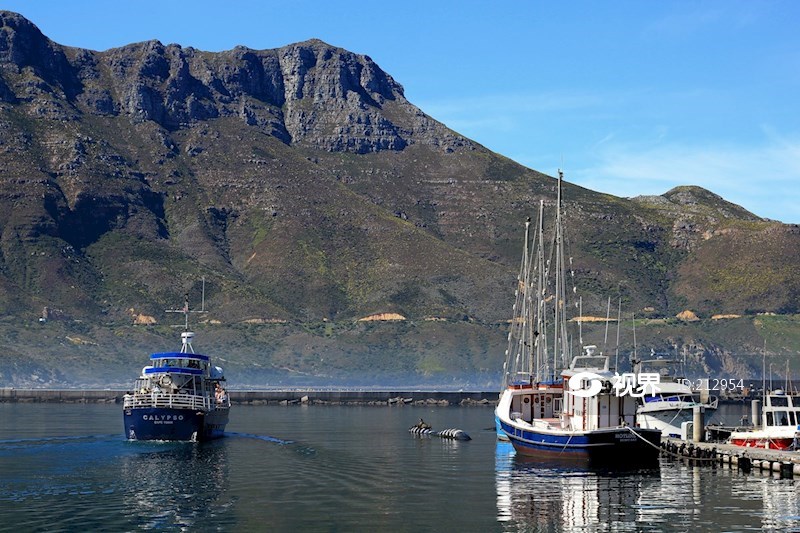 南非开普敦豪特湾海豹岛