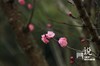 成都温江：梅花开了