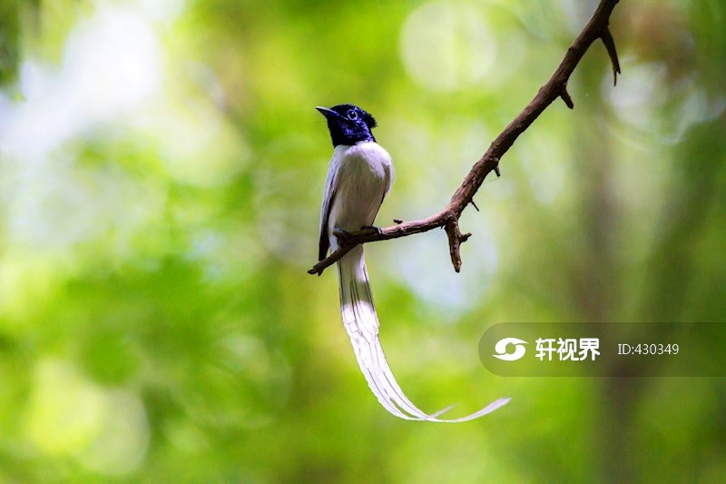 寿带鸟 图片 | 轩视界