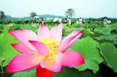 近日，泸州市江阳区泰安街道咀阳村的“山色荷塘 ”里，3000多亩荷花正值盛花期，吸引了众多游人前来赏荷。