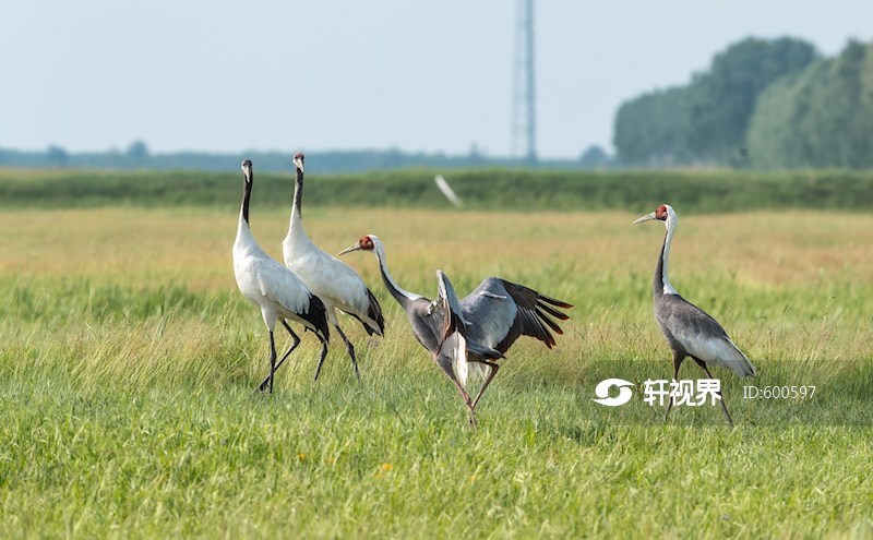 黑龙江林甸：野生丹顶鹤白枕鹤扎龙觅食嬉戏 图片 | 轩视界