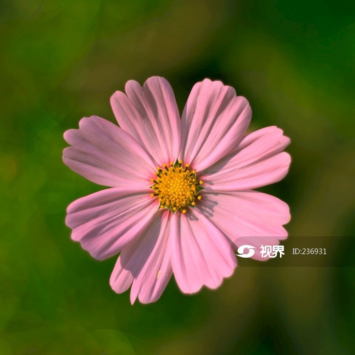 花卉特写一朵粉色格桑花