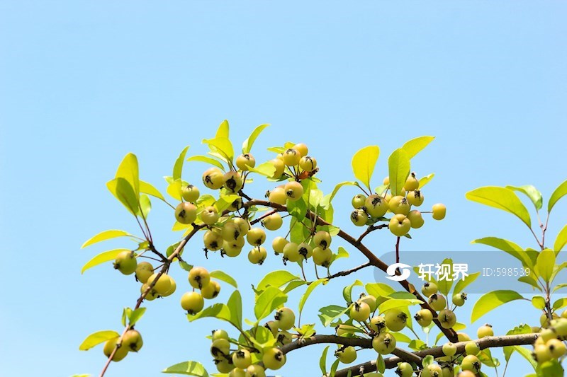 硕果累累的海棠果实挂满枝头 图片 | 轩视界