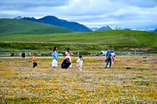 驰骋万亩花海，醉卧芳草雪山——红原县俄么塘花海景区