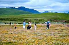 红原县俄么塘花海景区，漫步在万亩花海之中，每一步都如同走在画卷之上