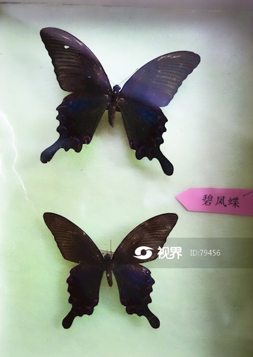 蝴蝶标本碧凤蝶