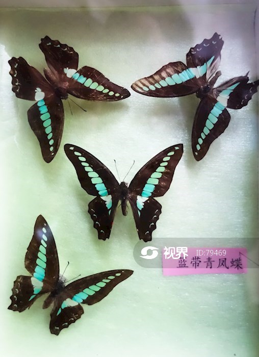 蝴蝶标本蓝带青凤蝶