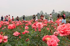 “百万玫瑰---梦幻花海”在特色乡村旅游示范园赏花拍照，伴着花香欢度五一。