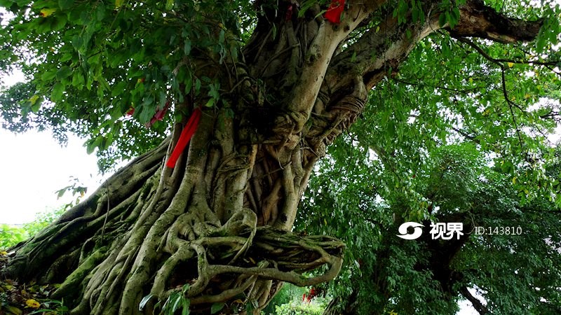 西来古镇的老榕树