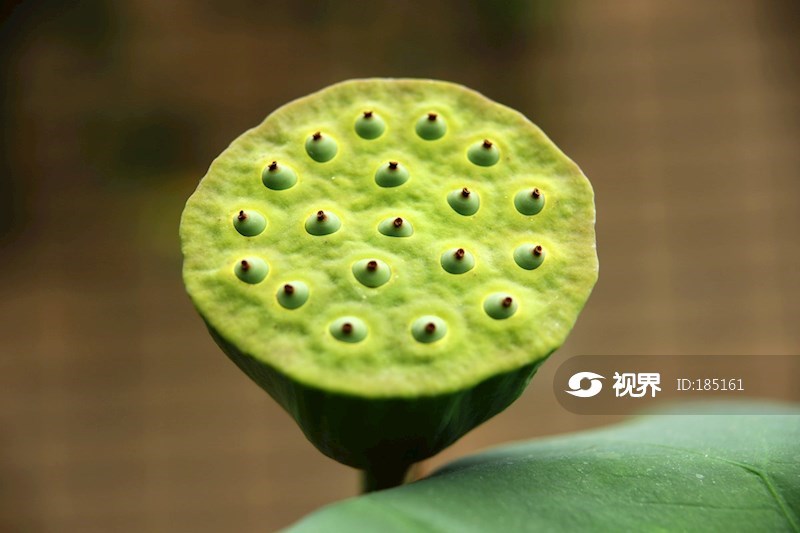 植物特写莲蓬