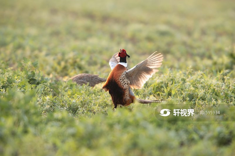 黑龙江林甸：环颈雉在草原上觅食嬉戏 图片 | 轩视界