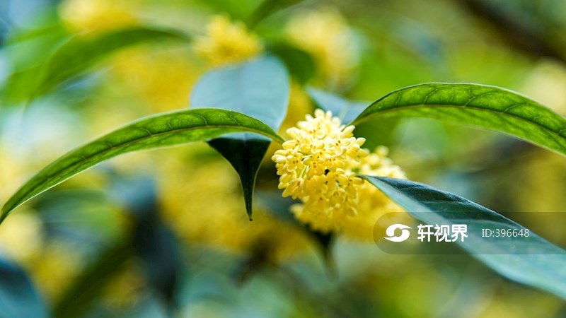 桂花飘香 图片 | 轩视界