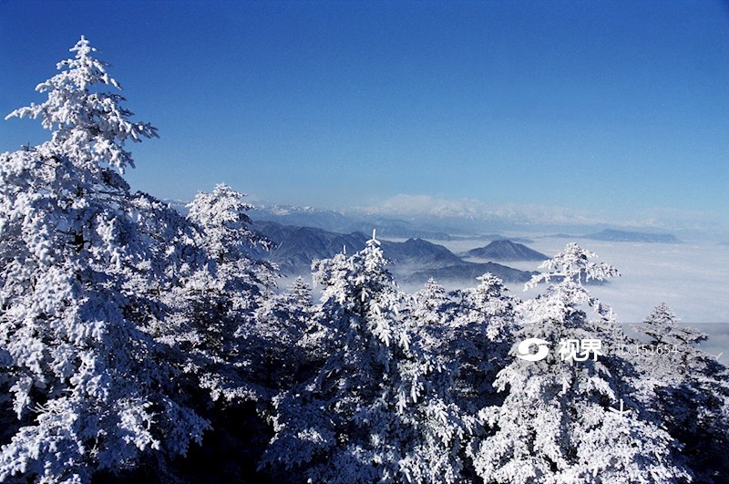峨眉山—雪杉 图片 | 轩视界