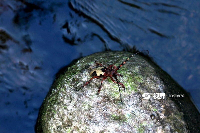 动物特写水边的彩色天牛
