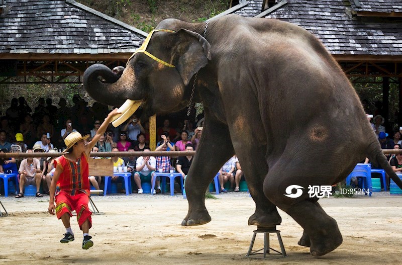 西双版纳野象谷大象表演