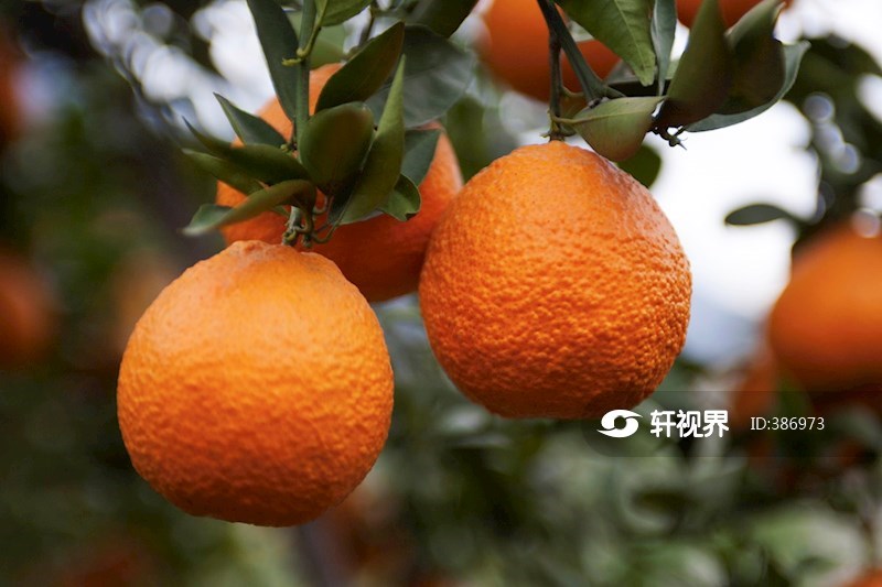 黄果柑节 图片 | 轩视界