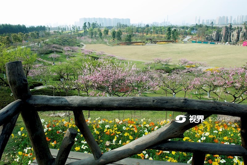 四川成都三圣乡秀丽东方桃花虞美人争奇斗艳