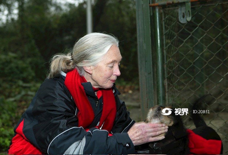 珍·古道尔 图片 | 轩视界