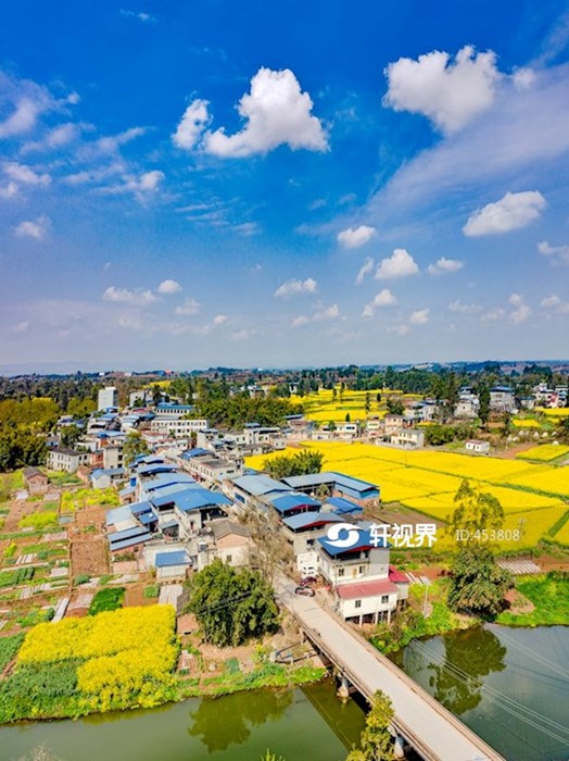 航拍菜花绽放扮靓仁寿大地