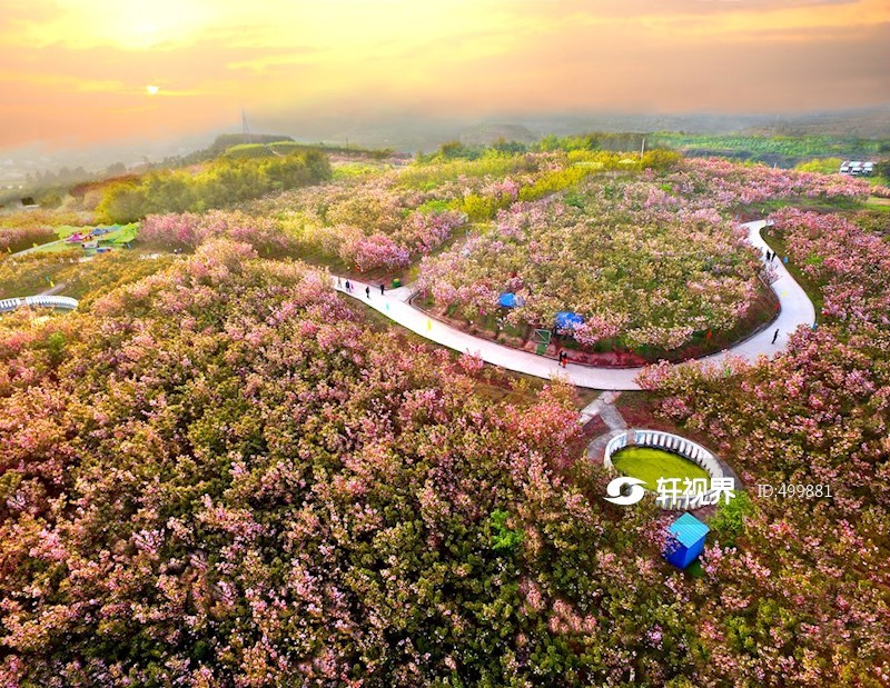 岳池县白庙樱花基地 图片 | 轩视界