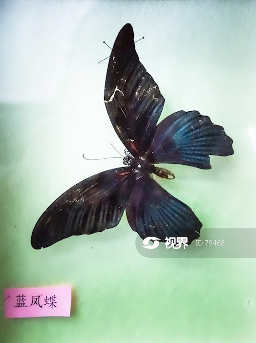 蝴蝶标本蓝凤蝶