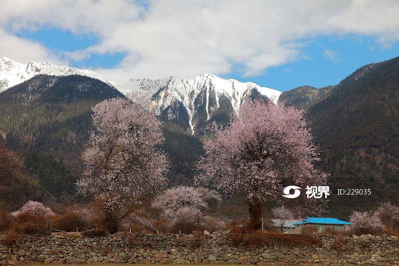 西藏林芝波密桃花溝風光