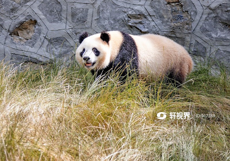 九寨沟甲勿池大熊猫萌态十足惹人爱