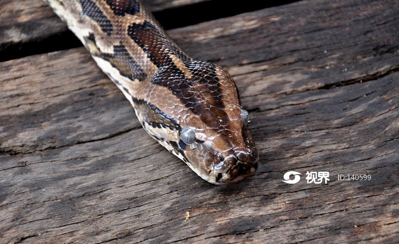 越南女孩养的蟒蛇