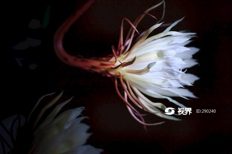 盛开的昙花 图片 | 轩视界