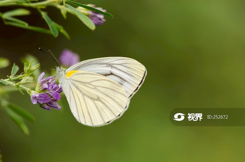 昆虫特写黑纹粉蝶