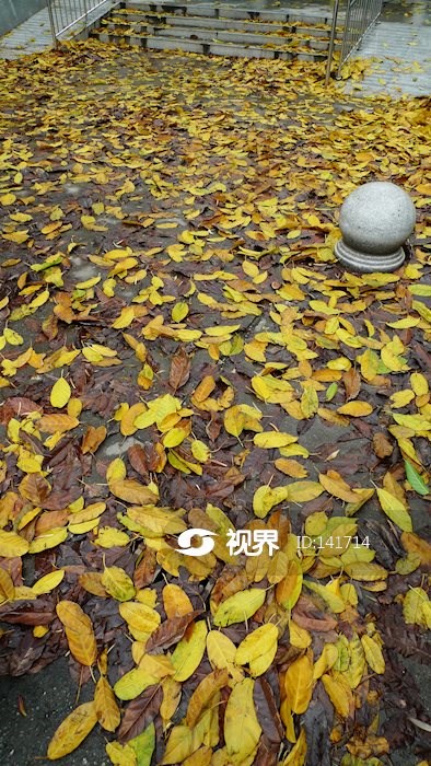 雨后落叶满地的校园一角