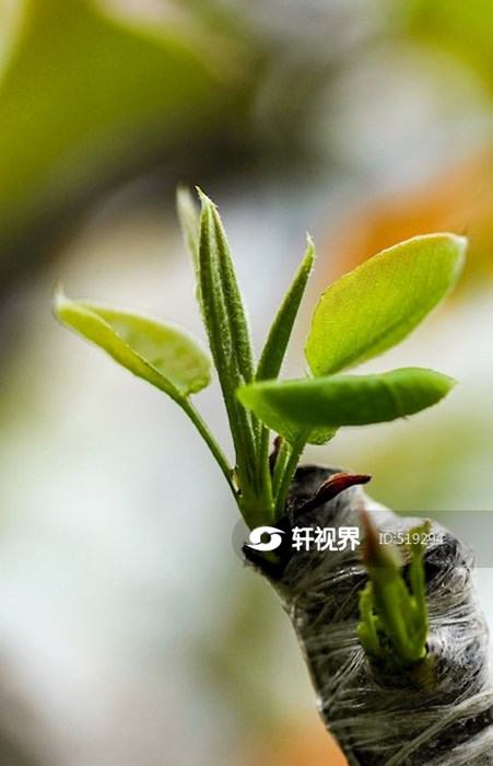 梨树芽 图片 | 轩视界