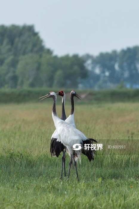 黑龙江林甸：野生丹顶鹤白枕鹤扎龙觅食嬉戏 图片 | 轩视界