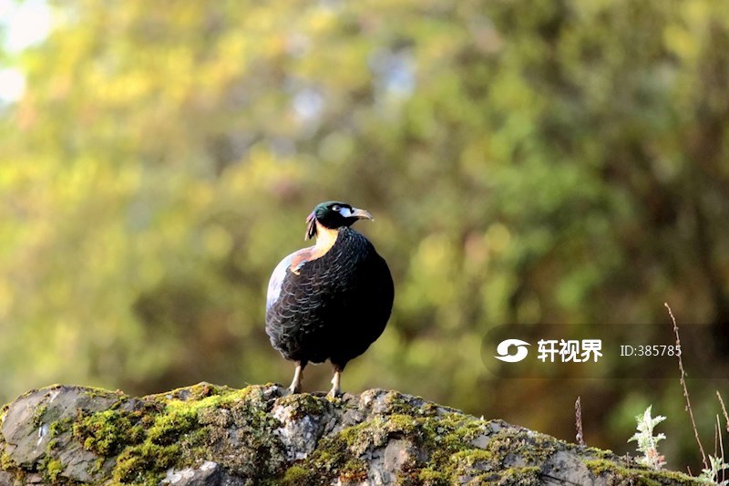 绿尾虹雉雄鸟 图片 | 轩视界