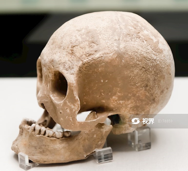 插铜镞头骨出土于上焦村培葬墓