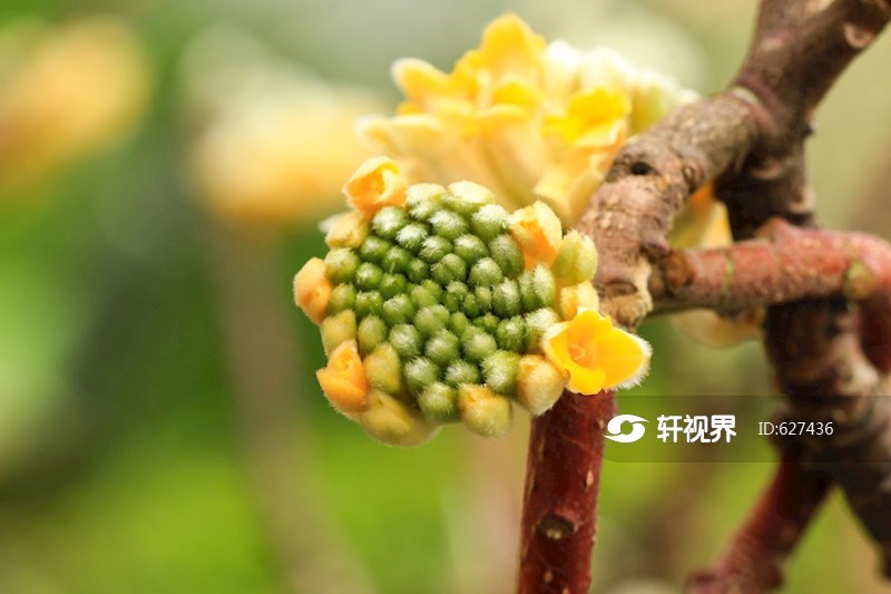 金黄的结香花花朵盛开 图片 | 轩视界
