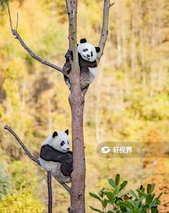 爬树的大熊猫幼崽