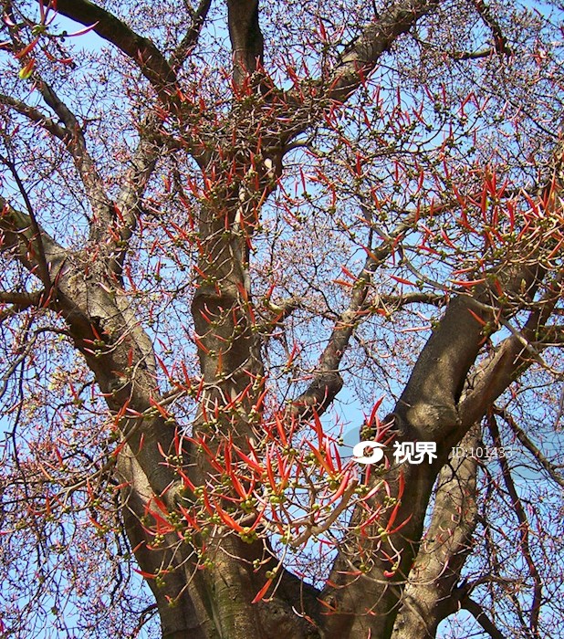 黄葛树开花的样子图片图片