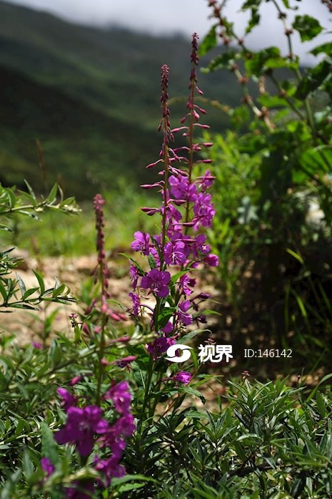柳兰（Chamaenerion angustifolium） 图片 | 轩视界