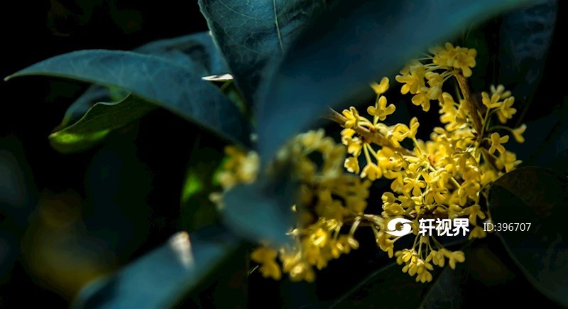 桂花 飘香 图片 | 轩视界