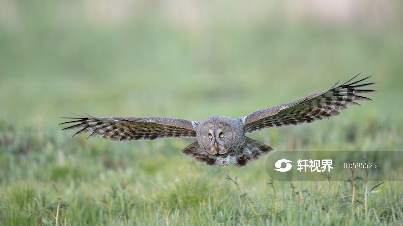 黑龙江伊春：乌林鸮林中栖息 图片 | 轩视界