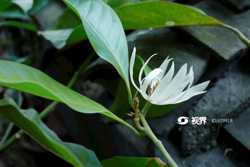 黄果兰 图片 | 轩视界