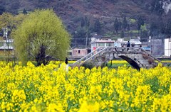 2015年3月2日，古蔺县双沙万亩油菜花竞相绽放，贵州、泸州、宜宾等地的游客陆续前来观赏。