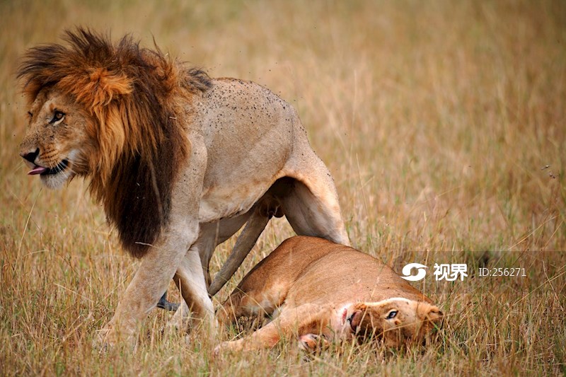 正在交配的非洲狮