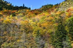 阿坝州除了有九寨沟、黄龙这类蜚声国际的风景名胜区外，还有那层峰叠峦,逶迤绵亘,林木繁茂的梭磨河峡谷也深受游人喜爱，每到秋天层林尽染，景色迷人。