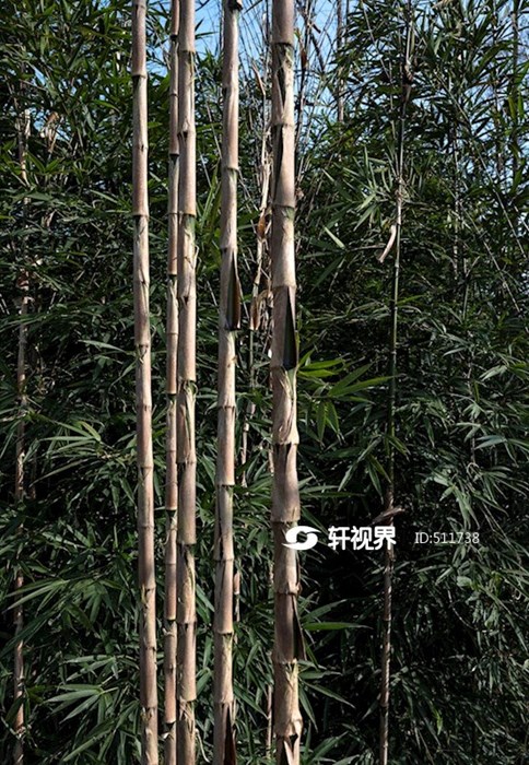幼竹 图片 | 轩视界