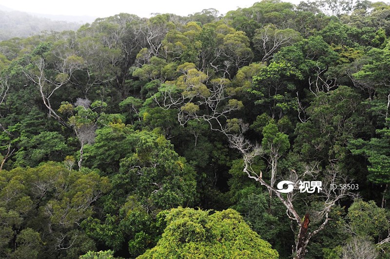 澳大利亚昆士兰州凯恩斯热带雨林